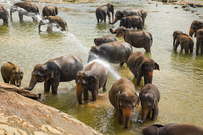 Elephants bathing at Pinnawala Orphanage.